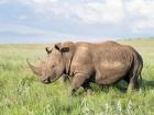 White rhinoceros, Ceratotherium simum, Kenya, Africa