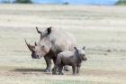 White rhinoceros mother with calf, Kenya