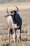 Eastern white-bearded wildebeest, Amboseli National Park, Kenya