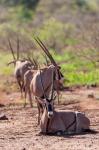Gemsbok Herd in Tsavo West NP. Kenya, Africa