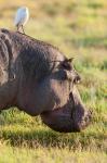 Hippopotamus grazing, Amboseli National Park, Kenya