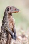 Banded Mongoose, Maasai Mara, Kenya