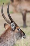 Defassa Waterbuck, Maasai Mara, Kenya