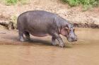 Hippopotamus pod relaxing, Mara River, Maasai Mara, Kenya, Africa