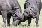 Two bull African Buffalo head butting in a duel, Maasai Mara, Kenya