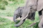 African bush elephant calf eating in Maasai Mara, Kenya