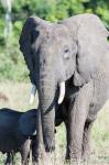 African bush elephant, Maasai Mara, Kenya