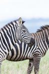 Plains zebra, Lewa Game Reserve, Kenya