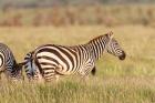 Plains zebra or common zebra in Lewa Game Reserve, Kenya, Africa.