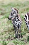 Plains zebra, Maasai Mara, Kenya