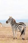 Plains zebra or common zebra in Solio Game Reserve, Kenya, Africa.