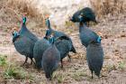 Helmeted guineafowl, Maasai Mara National Reserve, Kenya