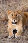 Female lion, Maasai Mara National Reserve, Kenya