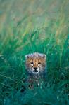 Kenya, Masai Mara GR, Cheetah cub in tall grass