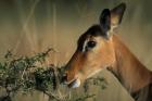 Kenya, Lake Nakuru NP, Impala wildlife