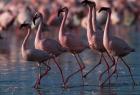 Lesser Flamingoes, Lake Nakuru National Park, Kenya