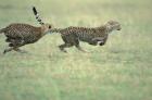 Cheetah Cub Playing on Savanna, Masai Mara Game Reserve, Kenya