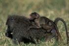 Kenya, Masai Mara Game Reserve, Chacma Baboons wildlife