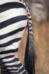 Close-Up of Plains Zebra, Masai Mara Game Reserve, Kenya