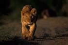 Lion Cub Stalking, Masai Mara Game Reserve, Kenya