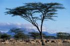 Herd of Gemsbok Feeding, Buffalo Springs Game Reserve, Kenya