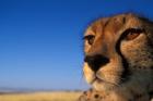 Africa, Kenya, Masai Mara, Cheetah on savanna