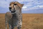 Cheetah, Kenya