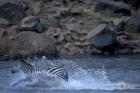 Plains Zebra Crossing Mara River, Serengeti Migration, Masai Mara Game Reserve, Kenya