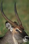 Waterbuck Resting in Musiara Marsh, Masai Mara Game Reserve, Kenya