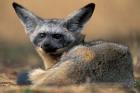 Bat Eared Fox Rests on Savanna, Masai Mara Game Reserve, Kenya