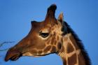 Reticulated Giraffe, Kenya