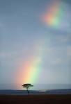 Rainbow Forms Amid Rain Clouds, Masai Mara Game Reserve, Kenya