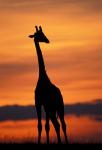 Giraffe Silhouetted, Masai Mara Game Reserve, Kenya