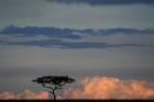 Lone Acacia Tree, Masai Mara Game Reserve, Kenya