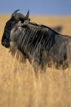 Wildebeest during Serengeti Migration, Masai Mara Game Reserve, Kenya