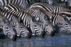 Plains Zebra Herd Drinking, Telek River, Masai Mara Game Reserve, Kenya
