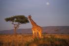 Giraffe Feeding on Savanna, Masai Mara Game Reserve, Kenya