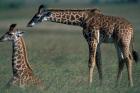 Young Giraffe Lies in Tall Grass, Masai Mara Game Reserve, Kenya