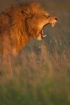 Kenya, Masai Mara Game Reserve, Lion, grass, savana