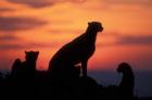 Cheetah Silhouetted By Sunset, Masai Mara Game Reserve, Kenya