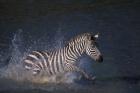 Plains Zebras Splash Through Mara River, Masai Mara Game Reserve, Kenya