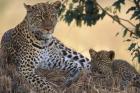 Leopard and Cub Resting, Masai Mara Game Reserve, Kenya