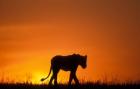 Silhouette of Lion, Masai Mara Game Reserve, Kenya