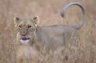 Lioness in Tall Grass on Savanna, Masai Mara Game Reserve, Kenya