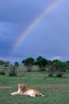 Lioness Resting Under Rainbow, Masai Mara Game Reserve, Kenya