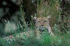 Leopard Resting along Telek River, Masai Mara Game Reserve, Kenya