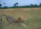 Lion Stretches in Tall Grass, Masai Mara Game Reserve, Kenya