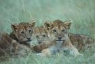Lion Cubs Rest in Grass, Masai Mara Game Reserve, Kenya