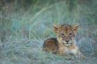 Lion Cub Rests in Grass, Masai Mara Game Reserve, Kenya