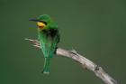 Kenya, Masai Mara Game Reserve, Little Bee Eater bird